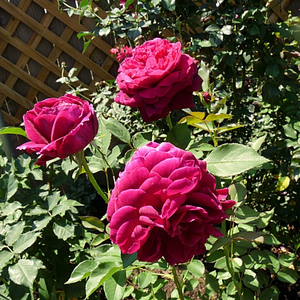 Лилово-красная - Парковая кустовая роза 
